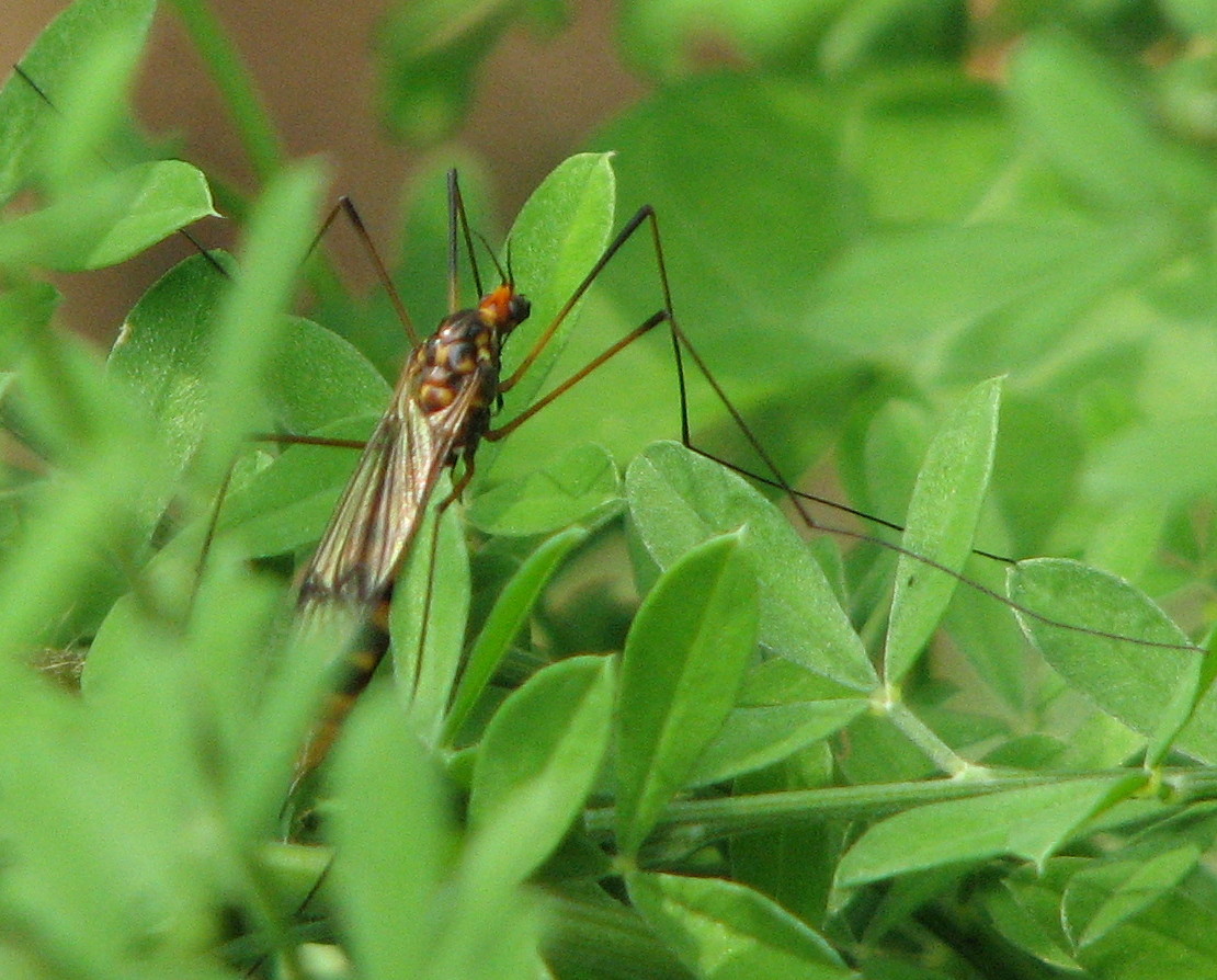Tipula